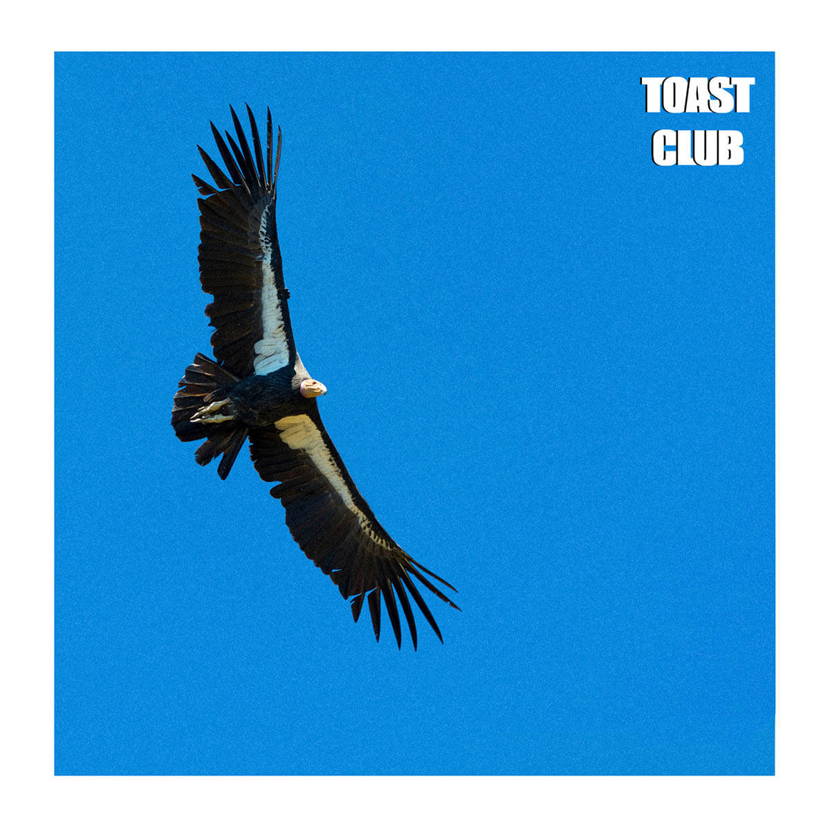 TOAST CLUB「Caaalifornia」